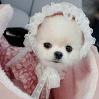 拿图给花。 爱不能久不没够不能太