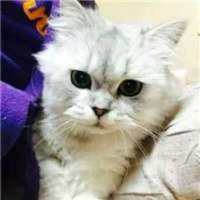 喜欢猫的男孩。 触及不到你的温柔，怎