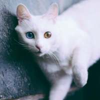 以后要给老婆买一只猫。 Reluctant