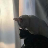 敲可爱的猫咪 所有的诺言只有在出口