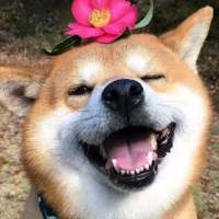 搞怪头像. 背叛你的狗就像卫生巾