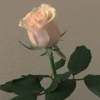 拿图给花。 看着桌上的白纸黑字丶