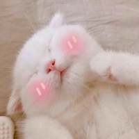 敲可爱的猫咪 所有的诺言只有在出口