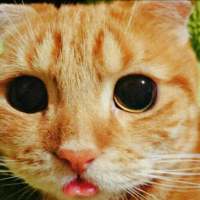 大眼折耳猫，萌萌 学会自给自足 别老尝