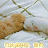想变成一只猫在你怀里睡着有空就对你撒娇 活得累是因为心里装了