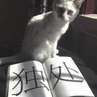 冷漠 对于你， 我有一万种