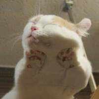 我的猫是我的，你的猫还是我的 “那我听话”“乖，听