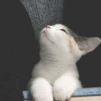 敲可爱的猫咪 所有的诺言只有在出口