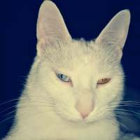 猫 我在搜索着幸福，却收