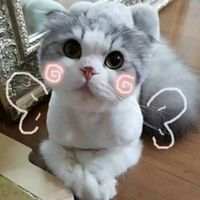 可爱死了的小猫咪 命裏有時終須有。命裏
