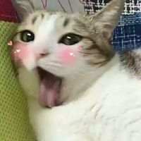 可爱死了的小猫咪 命裏有時終須有。命裏