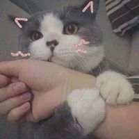 可爱死了的小猫咪 命裏有時終須有。命裏