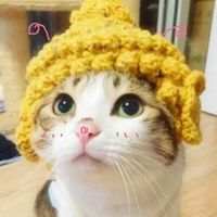 可爱死了的小猫咪 命裏有時終須有。命裏