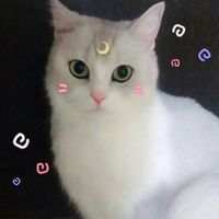 可爱死了的小猫咪 命裏有時終須有。命裏