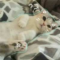可爱死了的小猫咪 命裏有時終須有。命裏