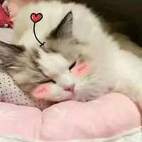可爱死了的小猫咪 命裏有時終須有。命裏