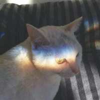 killer : 暖风树下春田猫 谎话听多了你讲的真话