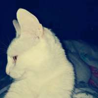 猫 我在搜索着幸福，却收