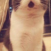 就是喜欢猫。 每天都过得很丧，听丧