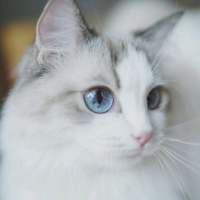 敲可爱的猫咪 所有的诺言只有在出口