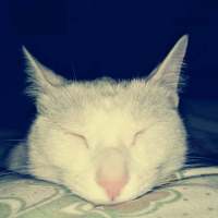 猫 我在搜索着幸福，却收