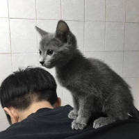 他喜欢猫也喜欢狗就是不喜欢你 值不值得我不懂，可是
