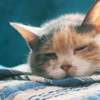 猫咪 哪里那么多心狠和潇洒
