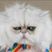 捕获可爱猫一只? 我像信徒一样祈祷，可