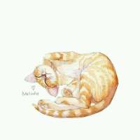 鲜花之所以会插在牛粪