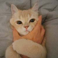 我的猫是我的，你的猫还是我的 “那我听话”“乖，听