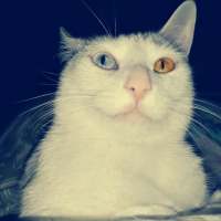 猫 我在搜索着幸福，却收