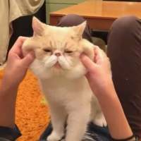 拿图给花。 句号不是结束，是两个