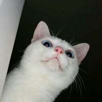 我的猫是我的，你的猫还是我的 “那我听话”“乖，听