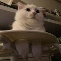拿图给花。 我想有一天 你在做饭