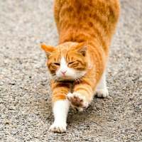 猫咪 哪里那么多心狠和潇洒