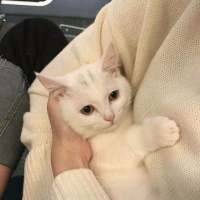 这么可爱的灵宠，是你家的吗？ 别吃了 减肥那么辛苦