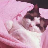 以后要给老婆买一只猫。 Reluctant