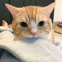 我的猫是我的，你的猫还是我的 “那我听话”“乖，听