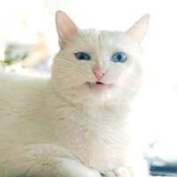 我的猫是我的，你的猫还是我的 “那我听话”“乖，听