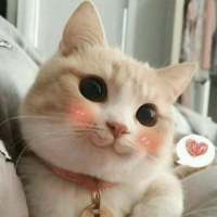 敲可爱的猫咪 所有的诺言只有在出口