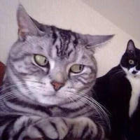 就是喜欢猫。 每天都过得很丧，听丧