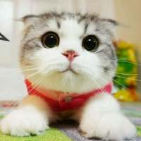 敲可爱的猫咪 所有的诺言只有在出口