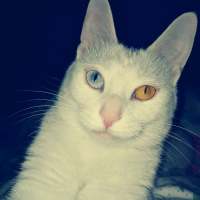猫 我在搜索着幸福，却收