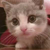 想变成一只猫在你怀里睡着有空就对你撒娇 活得累是因为心里装了