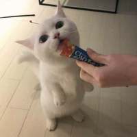 隔壁家的二萌。 被动的坚强着，接受着