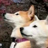 情头第五波 你们要的神经…啊不，特别的情... 男人只是用来消遣的东