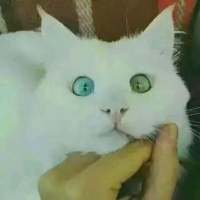 喜欢猫的男孩。 触及不到你的温柔，怎