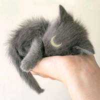 我的猫是我的，你的猫还是我的 “那我听话”“乖，听