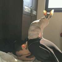 江湖难混来我怀里 我无法辨别这是真实还