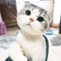 捕获可爱猫一只? 我像信徒一样祈祷，可